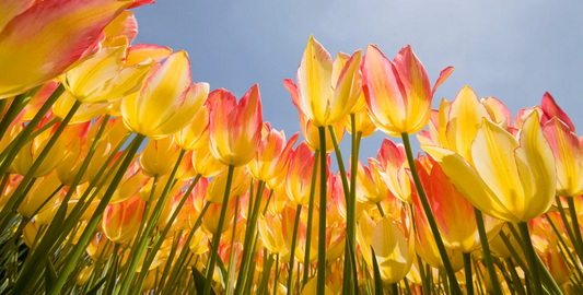 Spring Manifestation Magic: Crystals and Tarot to Align with New Beginnings